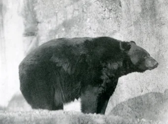 Un ours noir debout dans son enclos, sur les terrasses Mappin, au zoo de Londres en 1924