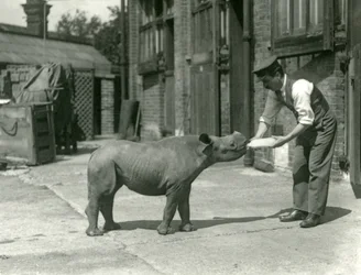 Un petit rhinocéros noir nourri au biberon par son gardien, zoo de Londres, septembre 1928