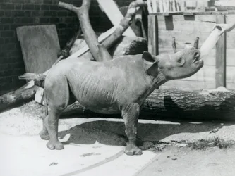 Un petit rhinocéros noir nourri au biberon par son gardien, zoo de Londres, septembre 1928