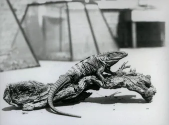 Un iguane noir à queue épineuse se reposant sur un tronc au zoo de Londres en août 1928