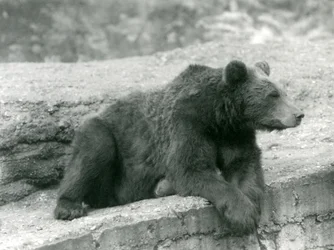 Un ours brun reposant sur une corniche au Zoo de Londres