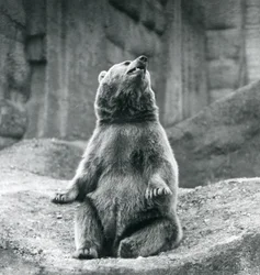 Un Ours Brun assis sur un rebord rocheux au Zoo de Londres en septembre 1927