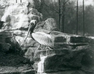 Un pélican brun debout sur des rochers au zoo de Londres en juin 1927
