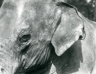 Un éléphant birman, zoo de Londres, septembre 1926