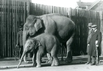 Un éléphant birman et son petit promenés par leur gardien, tandis que deux autres hommes regardent