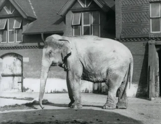 Un éléphant birman devant la maison des éléphants, zoo de Londres