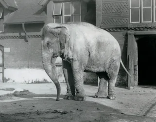 Un éléphant birman devant la Maison des Éléphants au Zoo de Londres en 1929 (photo n/b)