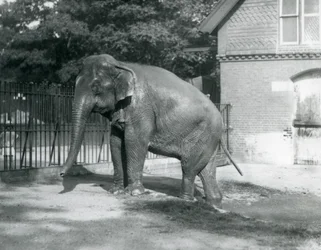 Un Éléphant Birman sortant d