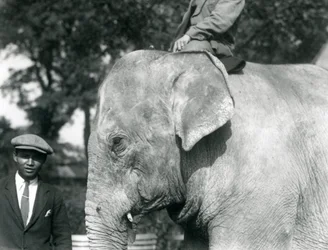 Un éléphant birman avec son dresseur et un autre homme, zoo de Londres, septembre 1926