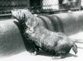 Un chien de brousse au zoo de Londres, juin 1925