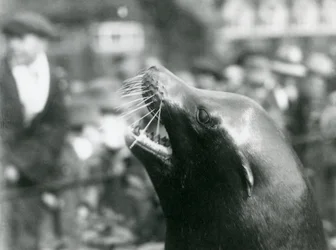 Un lion de mer de Californie au Zoo de Londres