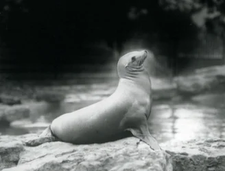 Une otarie de Californie assise sur un rocher près de son bassin, Zoo de Londres, septembre 1925
