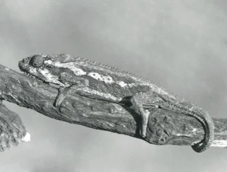 Un caméléon nain du Cap accroché à une branche, zoo de Londres, 1927