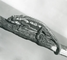 Un caméléon nain du Cap accroché à une branche, zoo de Londres, 1927