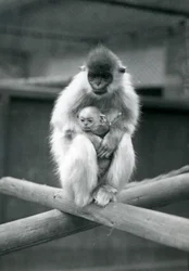 Un langur coiffé tenant un bébé assis sur une poutre. Zoo de Londres, 6 octobre 1913