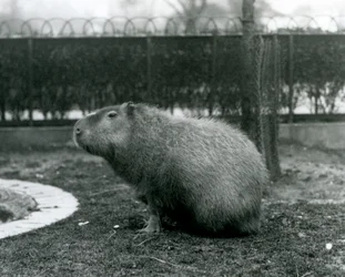 Un capybara assis dans son enclos au zoo de Londres en août 1927