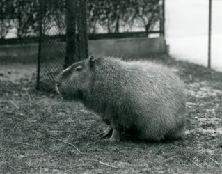 Un capybara dans son enclos au zoo de Londres