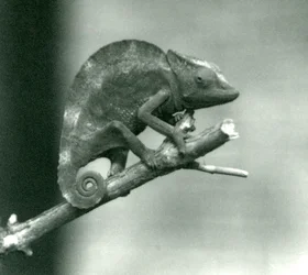Un caméléon accroché à l
