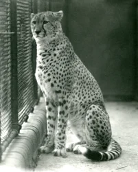 Un guépard assis dans son enclos au Zoo de Londres, octobre 1924