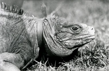 Un Iguane des rochers nuageux, Methuselah, portant un collier, marchant sur une pelouse au Zoo de Londres, juillet 1924