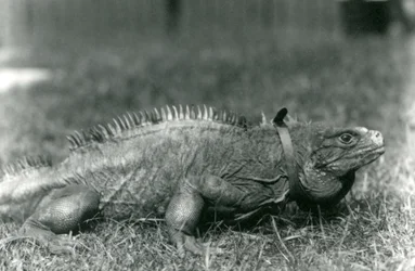 Un iguane des rochers nuageux, portant un collier, marchant sur une pelouse au zoo de Londres, juillet 1924