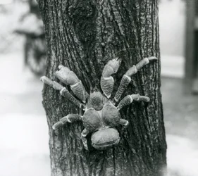 Un crabe de cocotier grimpant à un arbre, zoo de Londres, 1927