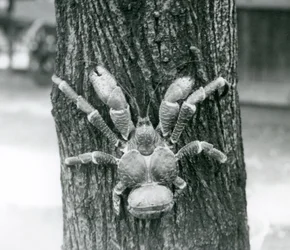 Un crabe de cocotier grimpant à un arbre, Zoo de Londres, juillet 1927