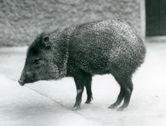 Un pécari à collier au zoo de Londres