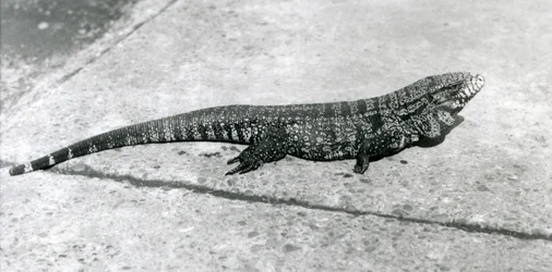 Un tégu colombien noir doré commun ou lézard tigre au zoo de Londres en août 1926