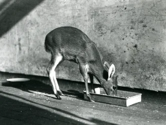 Un duiker se nourrissant d