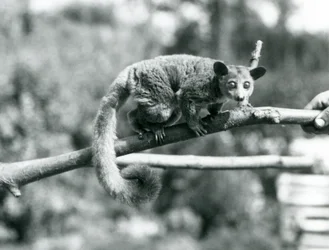 Un Galago marchant le long d