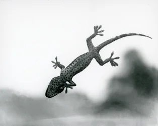 Un gecko vu d