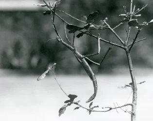 Un insecte bâton géant camouflé sur une branche au Zoo de Londres en 1923