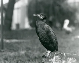 Un grand cormoran au zoo de Londres en septembre 1927