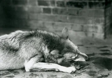 Un loup gris se couchant pour manger au zoo de Londres en 1927