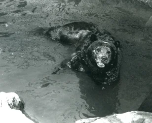 Un grizzly se baigne dans sa piscine au zoo de Londres en 1924