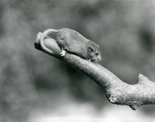 Un muscardin sur une branche, Zoo de Londres