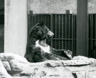 Un ours noir de l