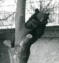 Un ours brun de l