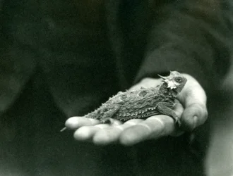 Un lézard cornu repose dans la main de son gardien, zoo de Londres, avril 1923