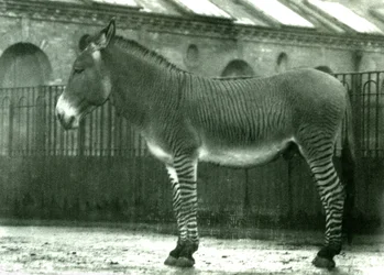 Un zèbre hybride dans son enclos au zoo de Londres, 1924 (photo nb)
