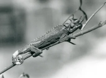Un caméléon de Jackson accroché à une branche, zoo de Londres, août 1926