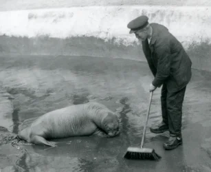 Un gardien balaie la piscine des morses, Zoo de Londres, août 1924