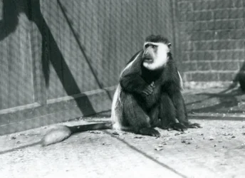 Un colobe noir et blanc Kikuyu assis dans son enclos au zoo de Londres en juillet 1925