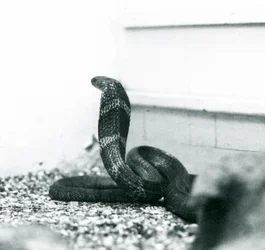 Un cobra royal au Zoo de Londres, octobre 1925