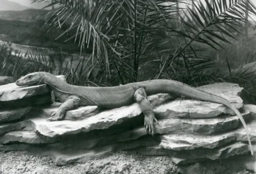 Un dragon de Komodo reposant sur un mur rocheux au Zoo de Londres en 1927