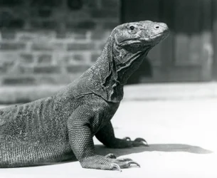 Un dragon de Komodo au zoo de Londres en août 1928