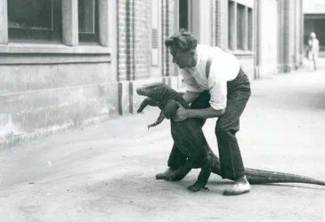 Un dragon de Komodo tenu sur ses pattes arrière par un gardien au zoo de Londres en août 1928