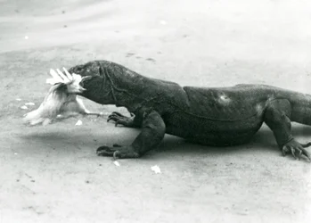 Un dragon de Komodo mangeant un poulet, Zoo de Londres