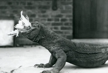 Un dragon de Komodo mangeant un poulet au zoo de Londres en août 1928